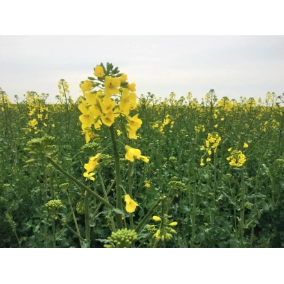 Поле рапса с жёлтыми цветами - Дк Ексенс