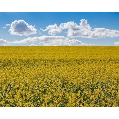 Поле рапса под голубым небом с облаками - ДК Екстек