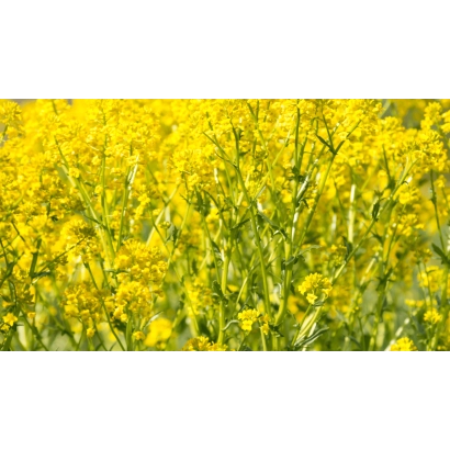 Поле рапса, цветущего желтыми цветами - ДК ИМУВ КЛ