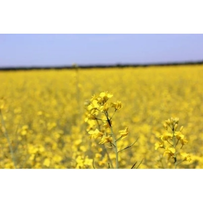 Поле рапса, соответствующее категории Рапс - Дк Импрешн Кл