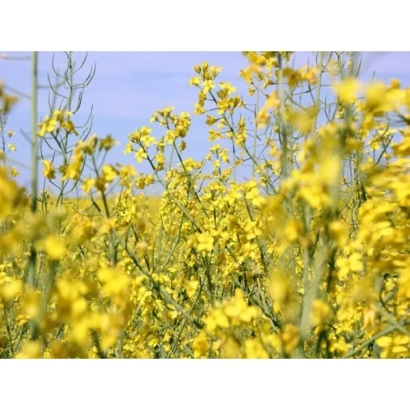 Поле рапса с желтыми цветами на фоне голубого неба - ДК Секвоя