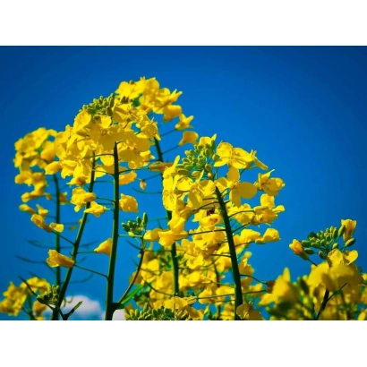Жёлтые цветы рапса на фоне синего неба - ДК Сесар