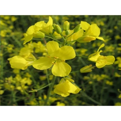 Желтые цветы рапса на фоне поля - Добрава