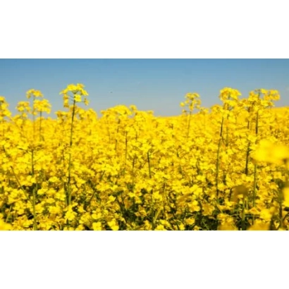 Поле рапса на фоне голубого неба - Добробут