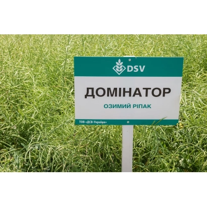 Зеленое поле с табличкой DSV, на которой написано ДОМИНАТОР, озимый рапс