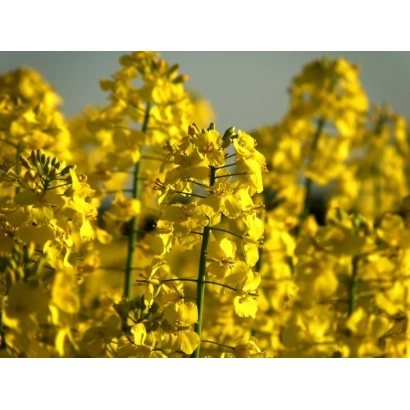 Поле рапса с желтыми цветами - ДРАГО