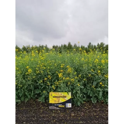 Желтый пакет с надписью Einstein на фоне рапса - Ейнштейн