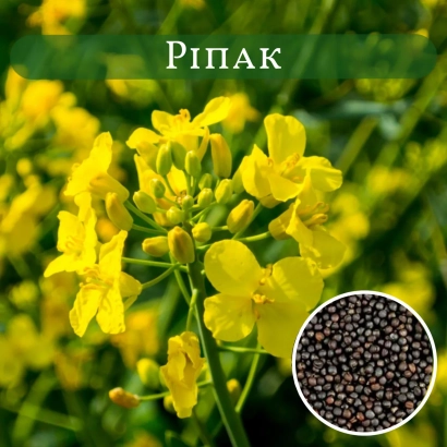 Желтые цветы рапса с круглой вставкой семян рапса - Елит