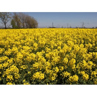 Поле рапса в цвету - ЭЛВИС