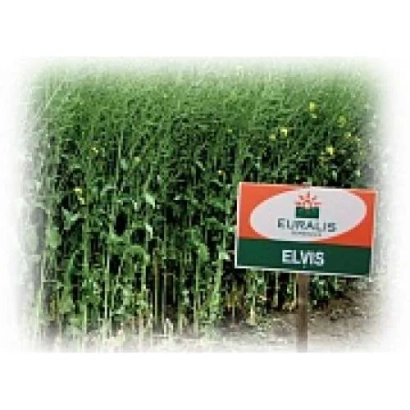 Мешок с семенами ЭЛВИС ЕВРАЛИС на фоне рапса