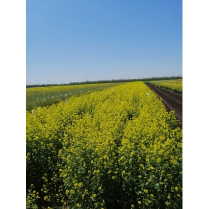 Поле рапса под синим небом - ЕРМАК