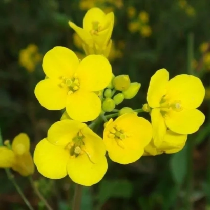 Желтые цветы рапса на фоне зелени - Ес Артист