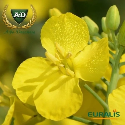 Желтые цветы рапса на фоне зеленого поля, логотип Euralis в правом нижнем углу - ЕС Гидромель