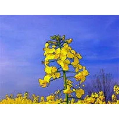 Желтые цветы рапса на фоне синего неба - ЕС Меркурий