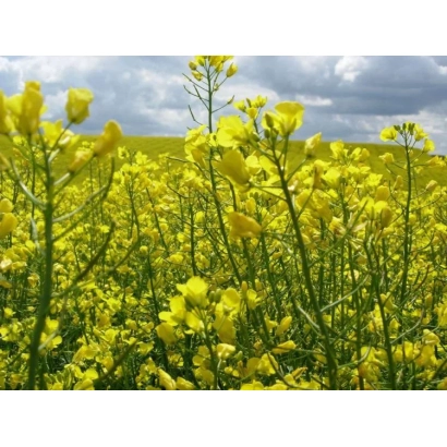 Поле рапсу з жовтими квітами на фоні хмарного неба - ЄС ОДІС