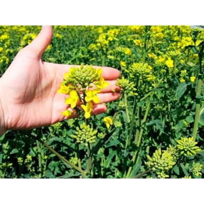 Желтые цветы рапса на фоне поля, рука держит соцветие - Ексагон