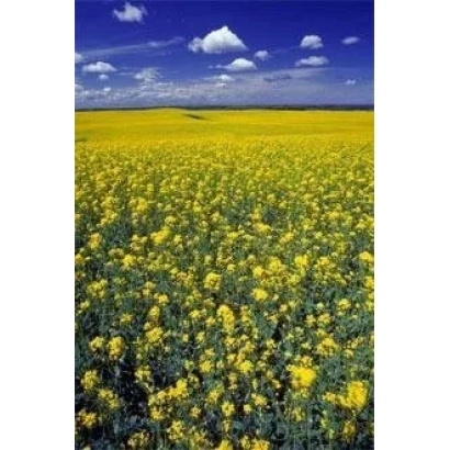 Поле рапса под голубым небом с белыми облаками - Екзекютив