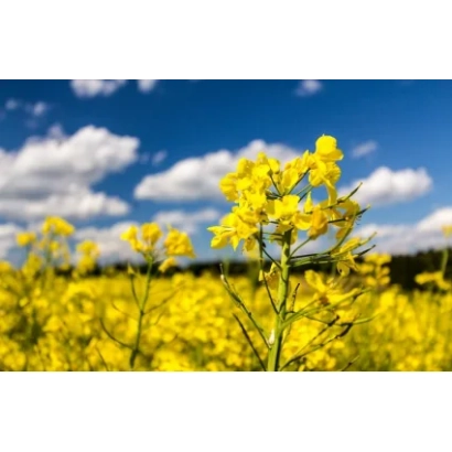 Поле рапса с желтыми цветами на фоне синего неба - Ф 344 ОЛ