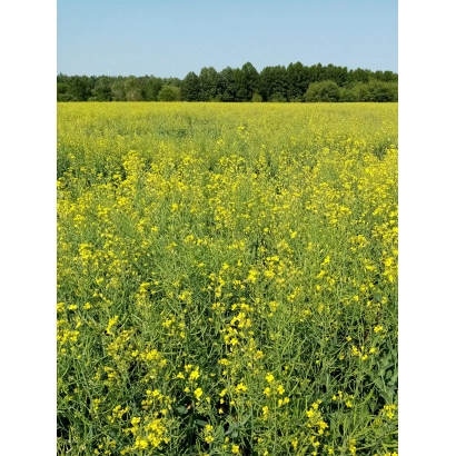 Поле рапсу в квітці під блакитним небом - Фаворит