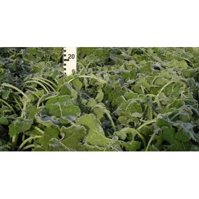 Поле рапса - Фрегат