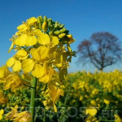 Желтые цветы рапса на фоне голубого неба - Галант