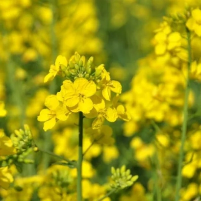 Поле рапса с желтыми цветами - Герди