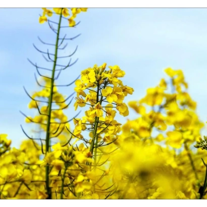 Поле рапса с желтыми цветами на фоне голубого неба - Гибрид соколивский