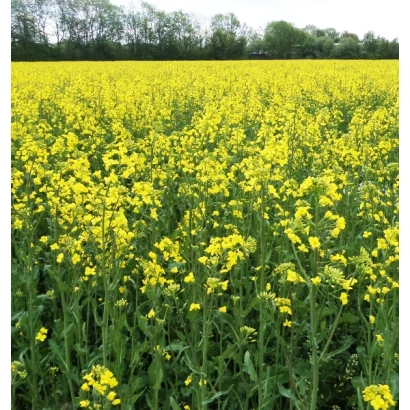 Поле рапса с жёлтыми цветами на фоне деревьев - Гипанис