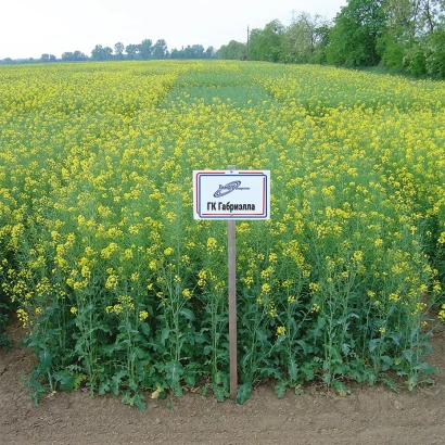 Поле рапса с табличкой ГК ГАБРИЕЛЛА - ГК ГАБРИЭЛЛА