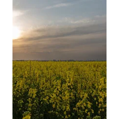 Поле рапса на закате - Гранит