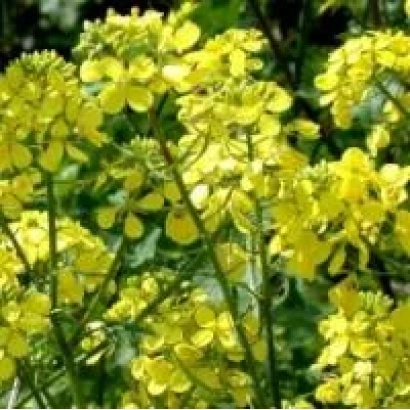 Жёлтые цветы рапса на зелёном фоне - ГРАНТ