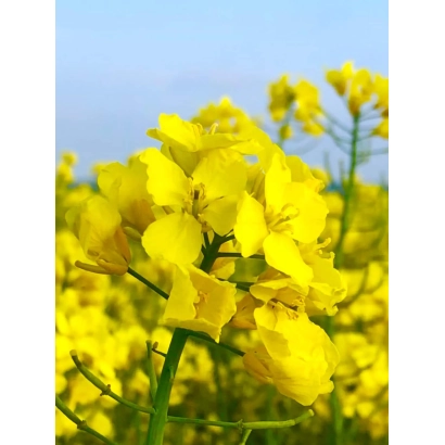 Желтые цветы рапса на фоне голубого неба - Грифин