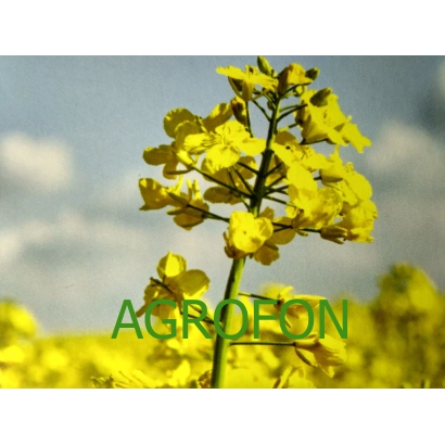 Жёлтые цветы рапса на фоне неба с надписью AGROFON - Халк