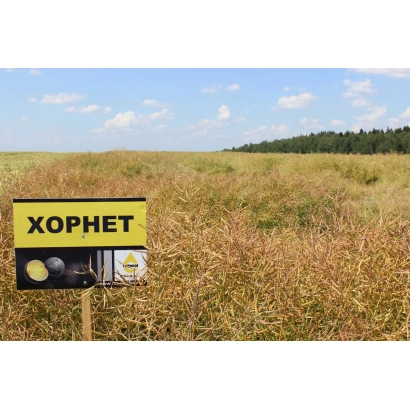 Поле рапса с табличкой Хорнет