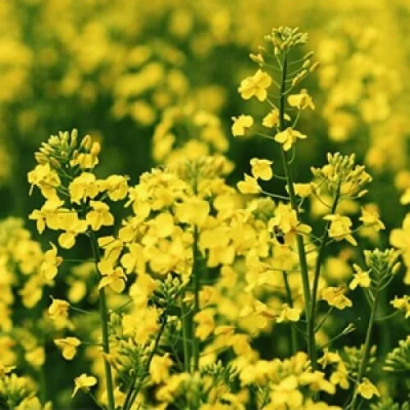 Поле рапса с желтыми цветами - ИНВ1266 КЛ