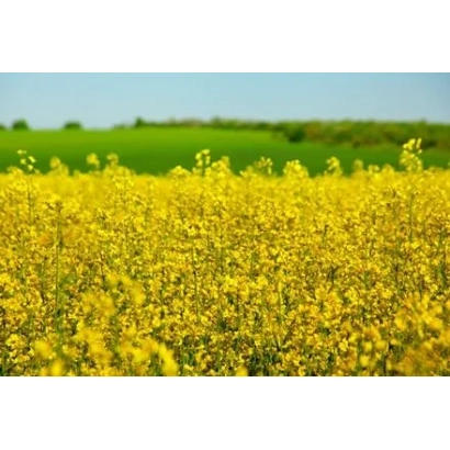 Поле рапса, соответствующее категории Рапс - ИНВ1377 КЛ