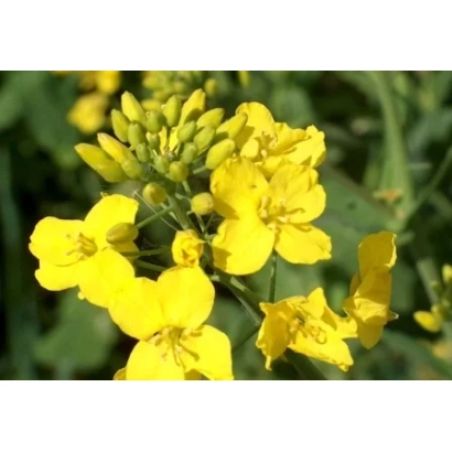 Жёлтые цветы рапса на зелёном фоне - К 651