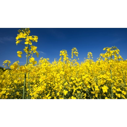 Поле рапса под синим небом - Касалла