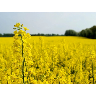Поле рапса на фоне неба - Касоль / Касол