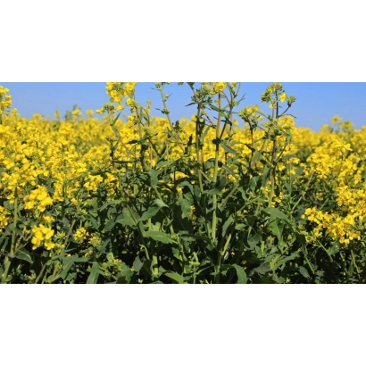 Поле рапса под названием КЕЛЬТОР | Keltor