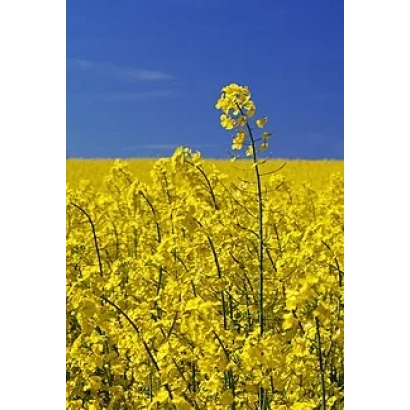 Поле рапса на фоне синего неба - КИМ