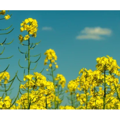 Жёлтые цветы рапса на фоне голубого неба - Киндлер КЛ