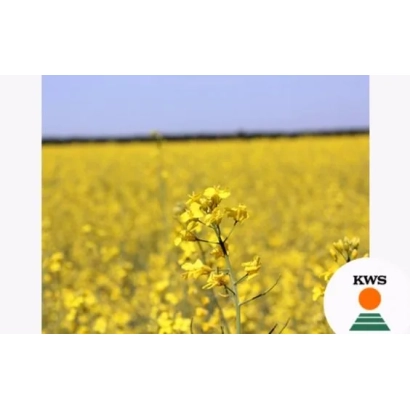 Поле рапса с логотипом KWS - Клитынный 8