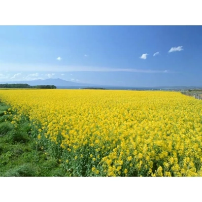 Поле рапса под голубым небом - Коланта