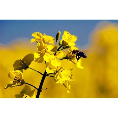 Жёлтые цветы рапса с пчелой на фоне поля - Коррел
