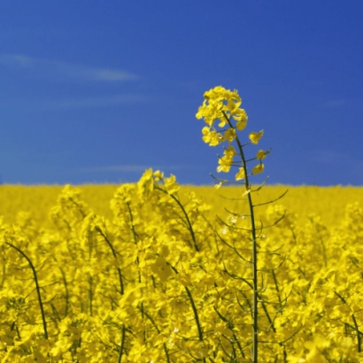 Поле рапса под синим небом - КУГА