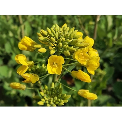 Жёлтые цветы рапса на зелёном фоне - КВС КЕРРИ КЛ