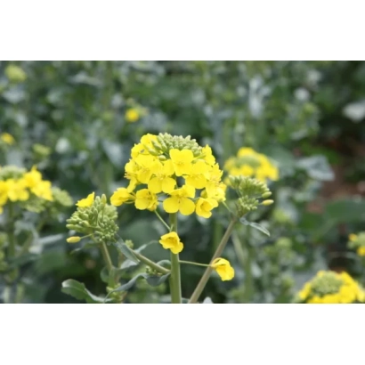 Жёлтые цветы рапса на зелёном фоне - КВС СКОРОС