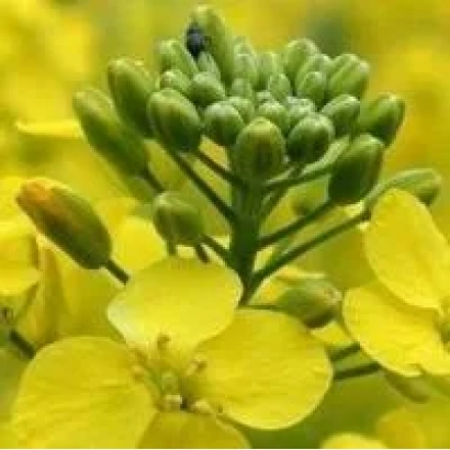 Жёлтые цветы рапса на фоне зелёных бутонов - КВС ВАМОС