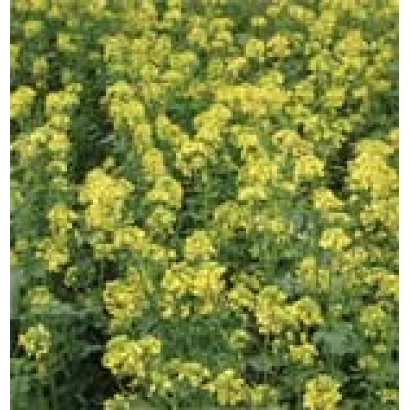 Поле рапса, цветущего жёлтыми цветами - Ландар